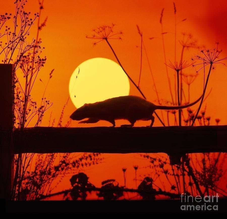 Jack The Rat Gets Caught In A Trap | Opinion 1 stranglers rattus norvegicus rat warren photographic