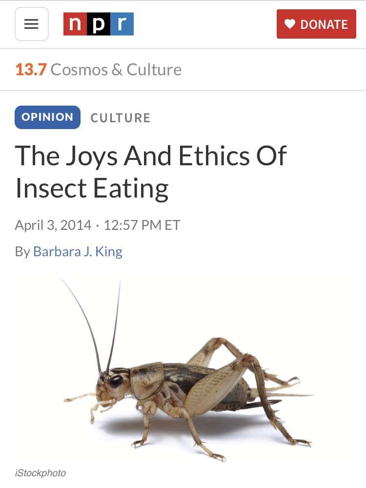 Eat Ze Bugs! | Essential Guide 15 IMG 8720