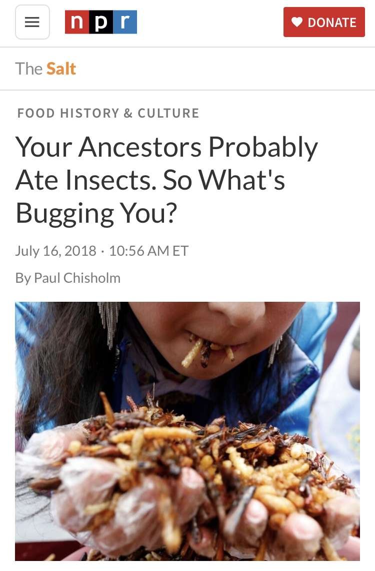Eat Ze Bugs! | Essential Guide 20 IMG 8726